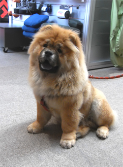 Chow Chow