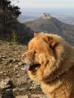 Chow Chow